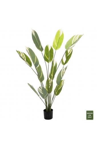 ΔΙΑΚΟΣΜΗΤΙΚΟ ΣΥΝΘΕΤΙΚΟ ΦΥΤΟ HM7997 CALATHEA ΣΕ ΓΛΑΣΤΡΑ 140Υεκ.