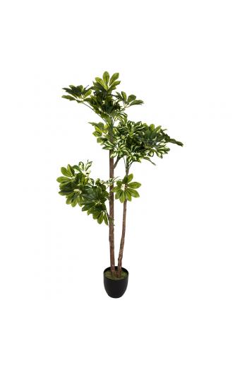 Φυτό σε γλάστρα Green6 pakoworld 70x65x135εκ